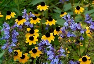 Rudbeckia triloba by Peter Gorman
