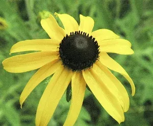 Rudbeckia hirt by Rick mayfield
