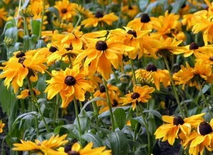Rudbeckia hirta by Peter Schauer