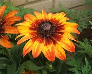 Rudbeckia hirta in Autumn Colors by Laiane