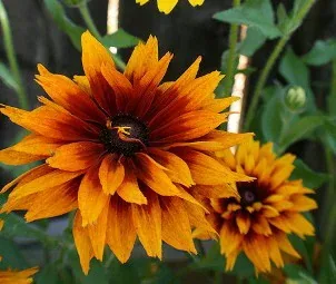 Rudbecia Cherokee Sunset by Faith
