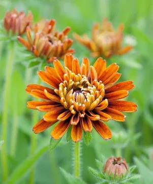 Rudbeckia Cherokee Sunset by Dwight Sipler
