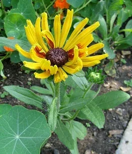 Rudbeckia Chim Chiminee by Marj Joly
