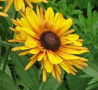 Rudbeckia hirta Chim Chiminee
