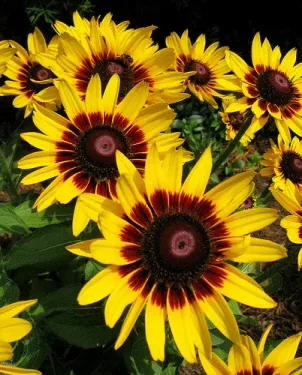 Rudbeckia hirta Denver Daisy by John