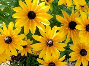 Rudbeckia hirta Indian Summer by Robert Couse Baker