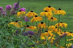 Rudbeckia Indian Summer