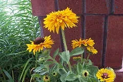 Rudbeckia hirta Maya