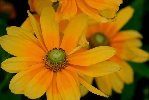 Rudbeckia hirta Prarie Sun by Jane