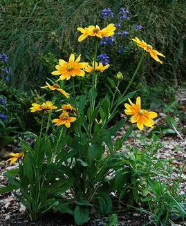Rudbeckia hirta Prarie Sun by Rachel James