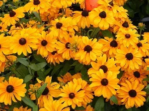 Rudbeckia hirta Tiger Eye by green thumbs