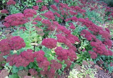 Sedum Autumn Joy blooms by Leonora Enking