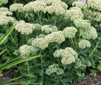 Sedum Atumn Joy Stonecrop by Midwest Gardening