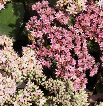 Sedum Black Jack Stonecrop flowers by Midwest Gardening