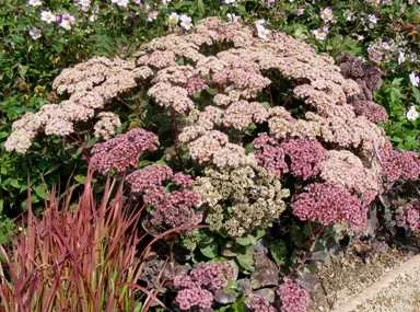 Sedum Black Jack Stonecrop by Midwest Gardening