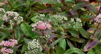 Sedum Garnet Brocade flowers by Midwest Gardening