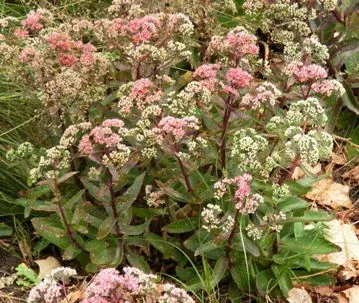 Sedum Garnet Brocade by Midwest Gardening