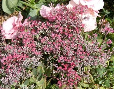 Sedum Robustum Ruby Glow by Midwest Gardening