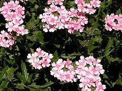 Verbena 'Apple Blossom' by Carl Lewis