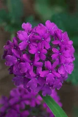 Verbena 'Homestead Purple' by RJ Cox