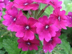 Verbena 'Canadensis' by Cataya