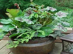 Heuchera Green Spice Western Maidenhair Fern and Bergenia cordifolia saxifraga Winterglut