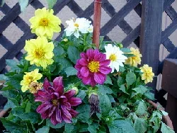 Potted Dahlia by Daryl Mitchell