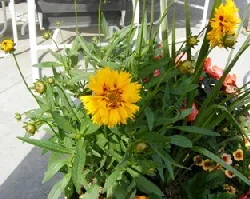 Coreopsis and Annuals by Midwest Gardening