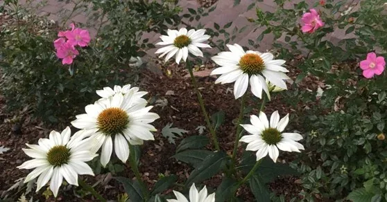 Perennials by Midwest Gardening