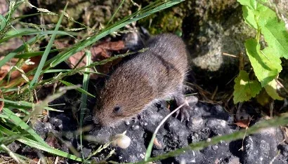 Vole by Mike