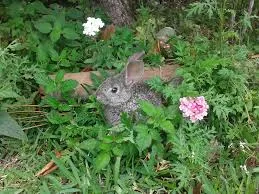 Rabbit in the Garden