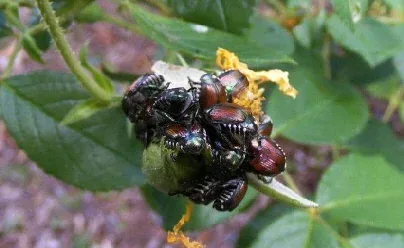 Japanese Beatles on a Rugosa bloom by Midwest Gardening