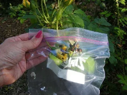 Japanese Beatles 1 by Midwest Gardening
