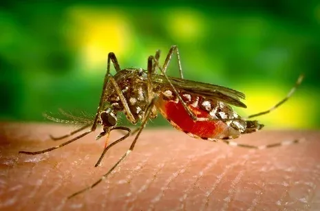 Mosquito