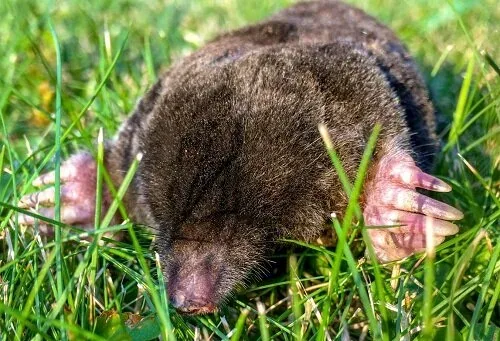 mole