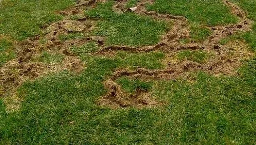 vole damage