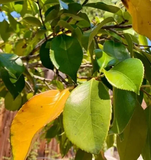 Nitrogen deficiency