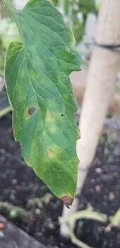 phosphorus deficiency