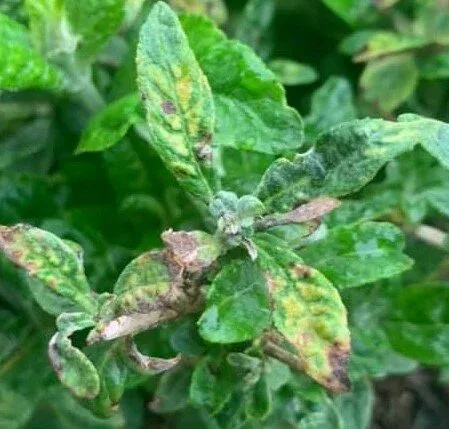 potassium deficiency