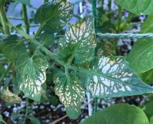 magnesium deficiency