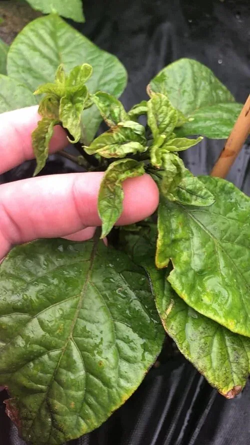 Calcium deficiency