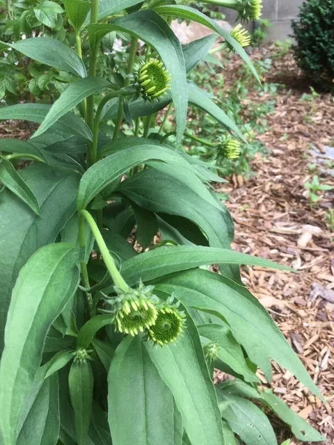 Fungus on Echinacea by Midwest Gardening