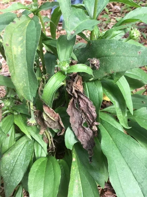 First symptoms