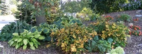 Under Tree Garden
