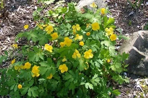Wood Poppy