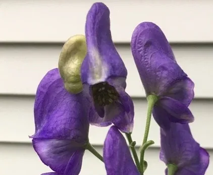 Poisonous Monkshood