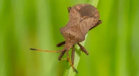 squash bug