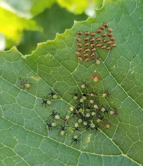 Squash bug nymphs and eggs