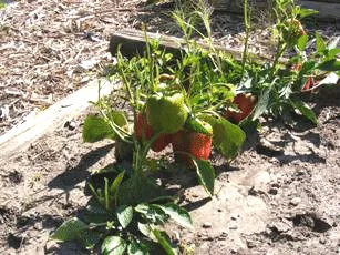 decimated by deer by Midwest Gardening