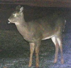 Deer grazing at dawn by Midwest Gardening